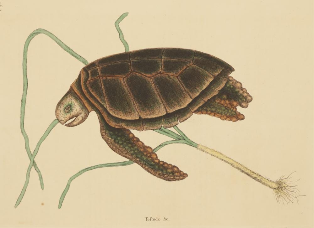 Mark Catesby comparable auction result: mark catesby testudo green turtle t38 engraving