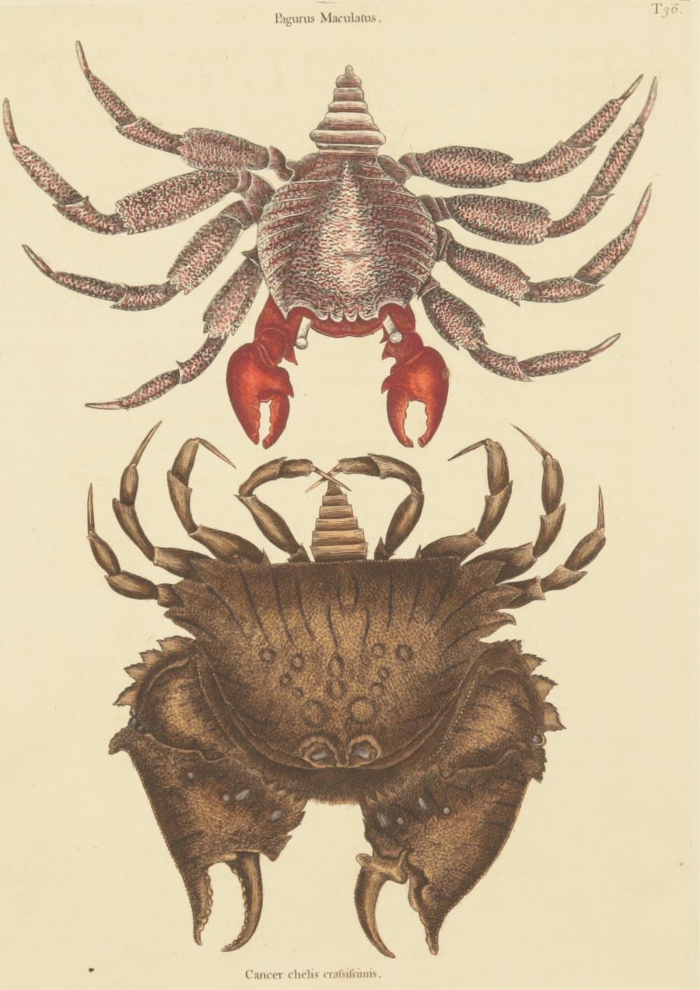 Mark Catesby comparable auction result: mark catesby crabs t36 engraving