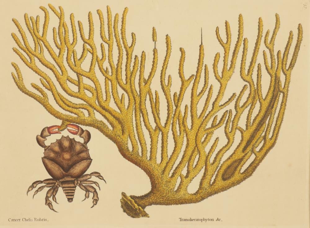 Mark Catesby comparable auction result: mark catesby red claw crab t37 engraving