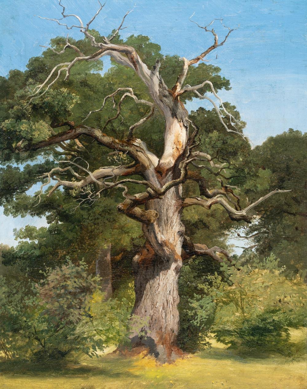 Theodor Verhas comparable auction result: theodor verhas 1811 schwetzingen heidelberg 1872 studie einer eiche bei eberfing study of an oak tree near eberfing