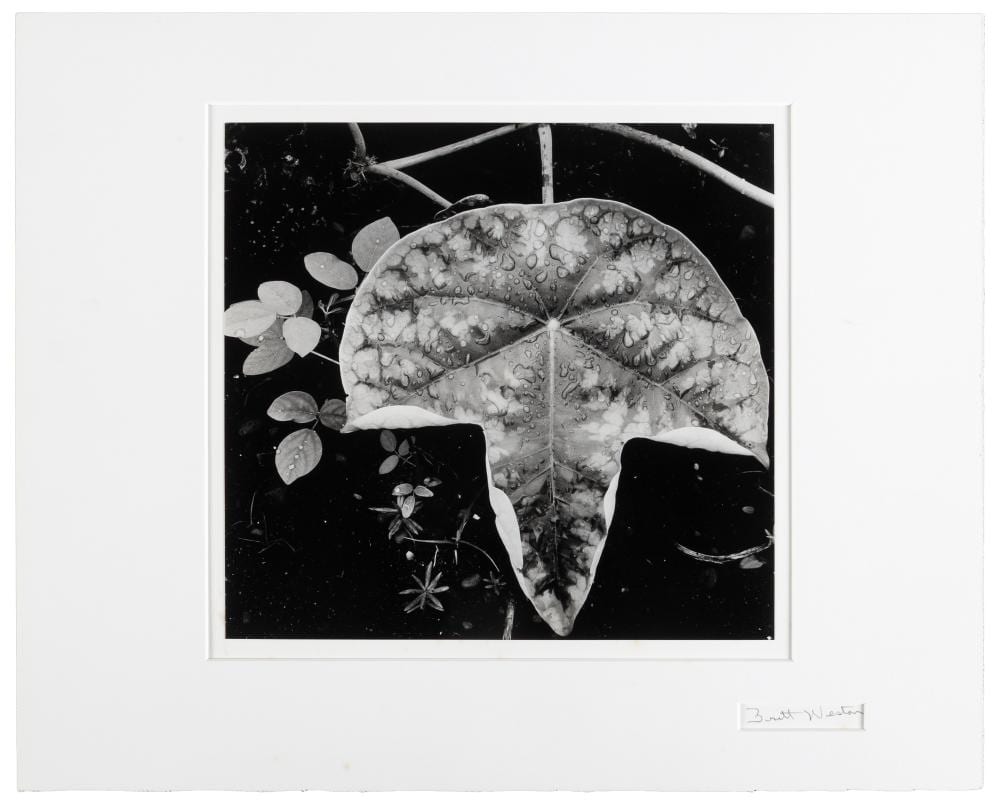 Brett Weston comparable auction result: signed by brett weston