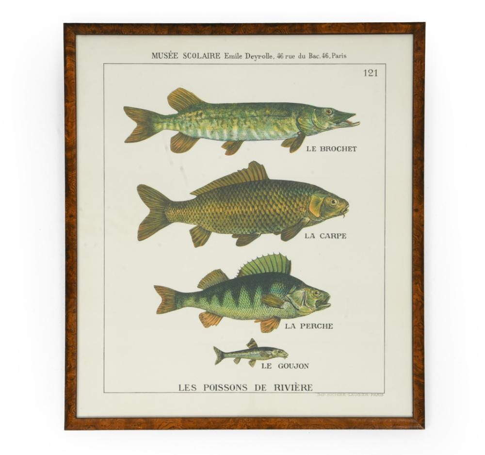 Emile Deyrolle comparable auction result: emile deyrolle river fish educational poster