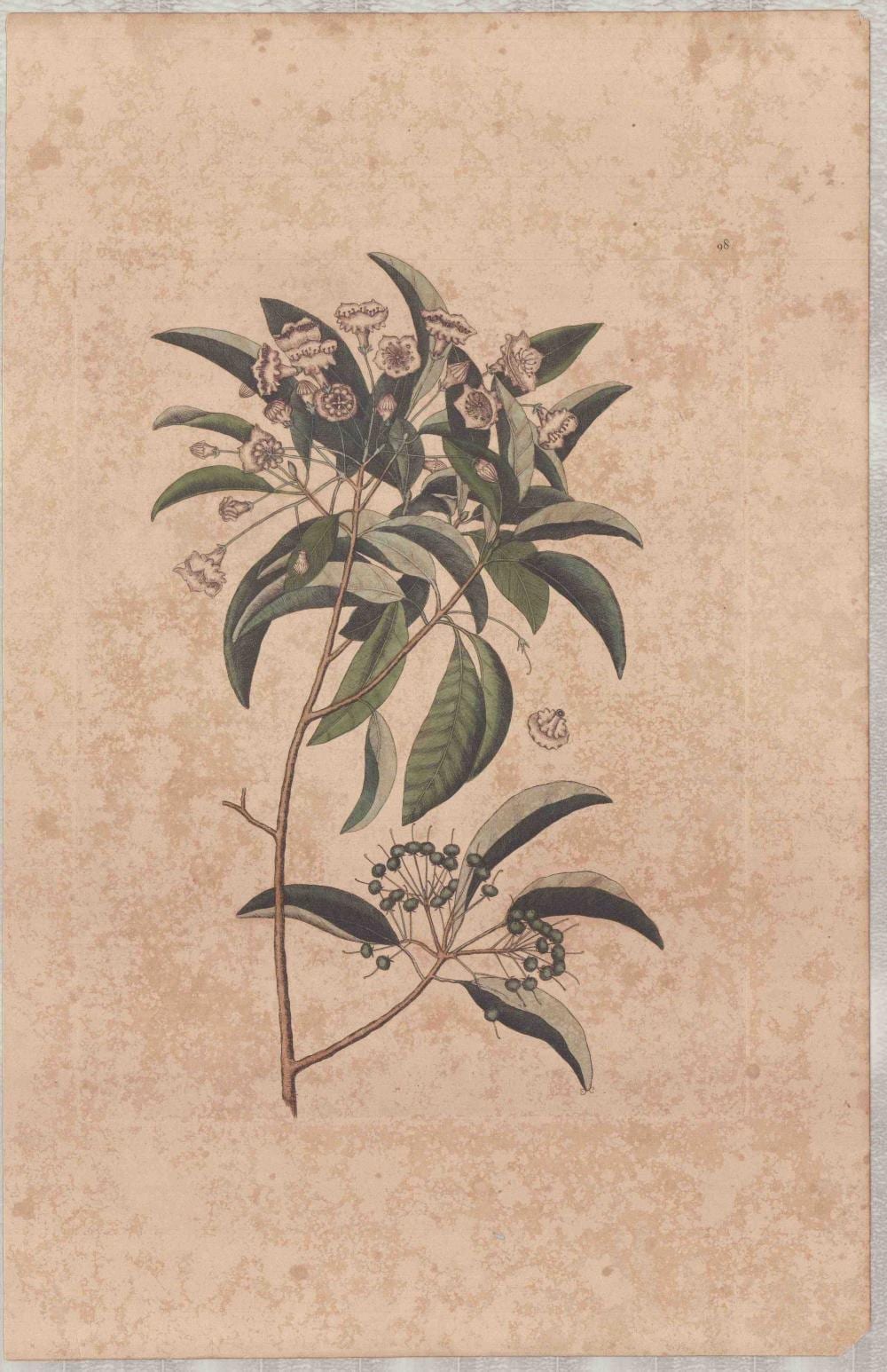 Mark Catesby comparable auction result: mark catesby british 1679 1749 hand colored engraving mountain laurel