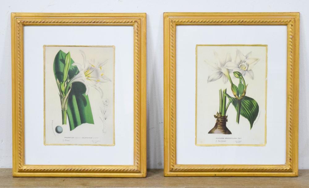 Louis Van Houtte comparable auction result: pair of botanical lithographs after louis van houtte