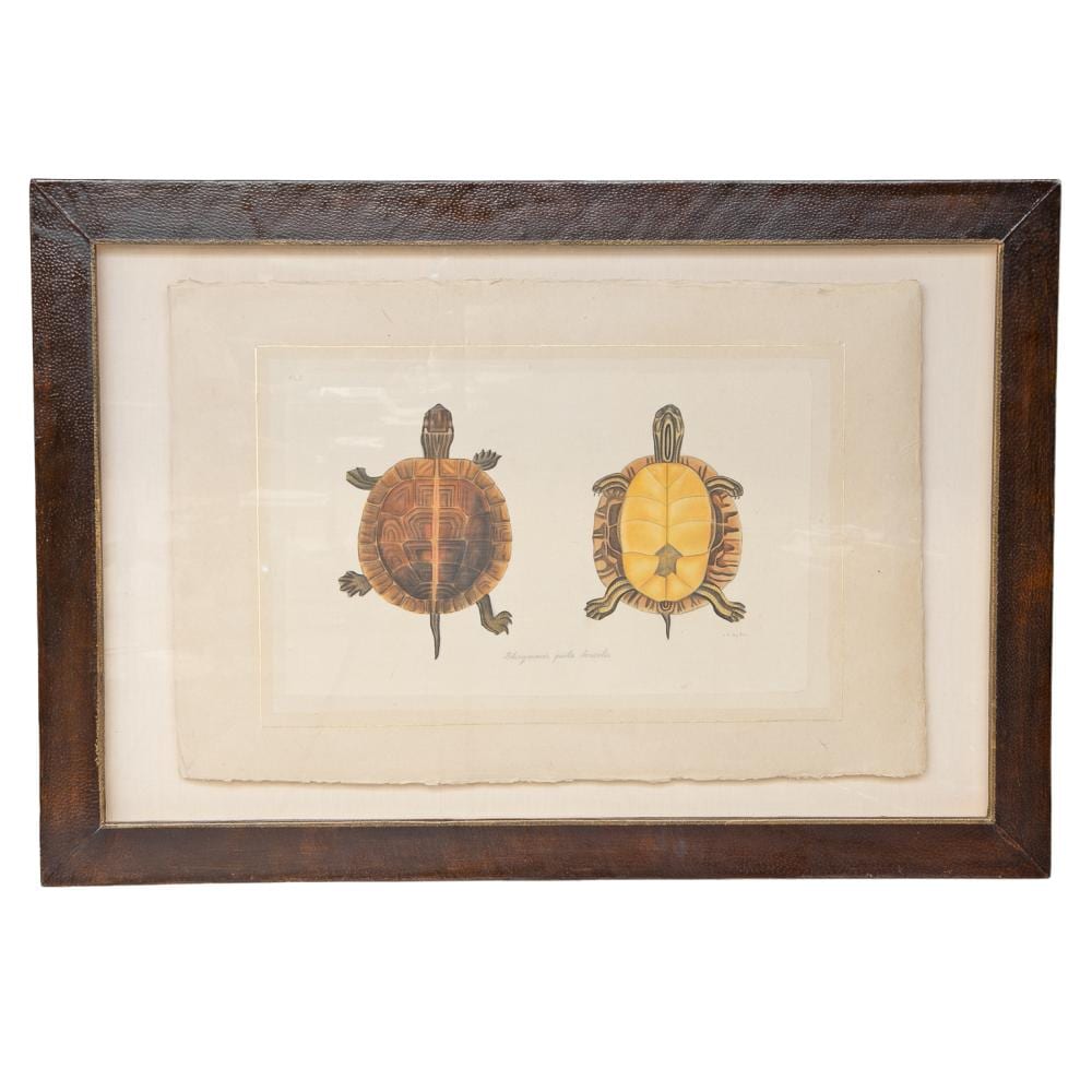 L.R.  Laffitte comparable auction result: la roche laffitte 1946 hand painted chrysemis picta dorsalis turtle gouache and watercolor