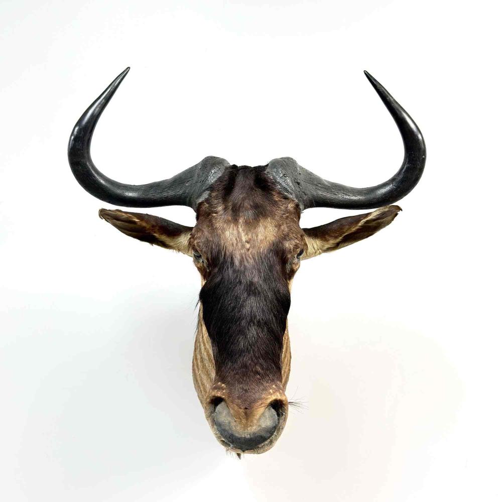 Rowland Ward comparable auction result: rowland ward 1848 1912 antique blue wildebeest taxidermy shoulder mount
