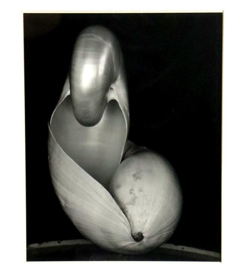 edward weston american 1886 1958 shells gelatin silver print · Market Auctions · 2026-06-03 Edward Weston comparable auction result: edward weston american 1886 1958 shells gelatin silver print