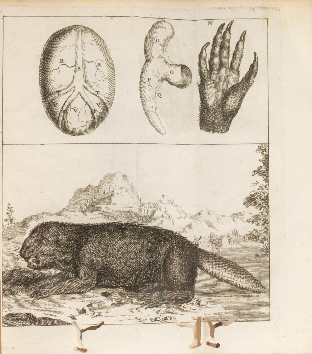 Marius Reynaud comparable auction result: marius jean trait du castor dans lequel on explique la nature les propri t s l usage m dico chymique du castoreum dans la m decine