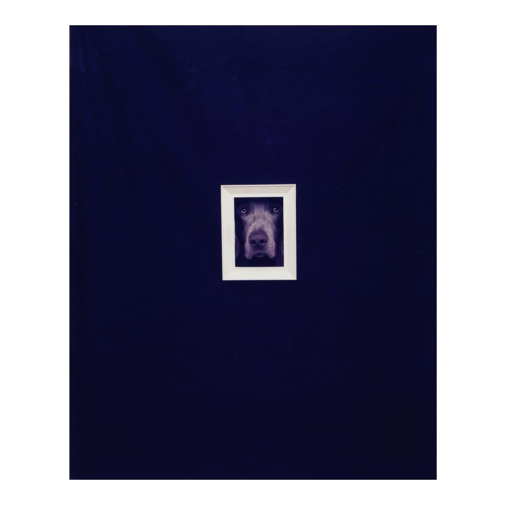 William Wegman comparable auction result: william wegman american born 1943 framed portrait