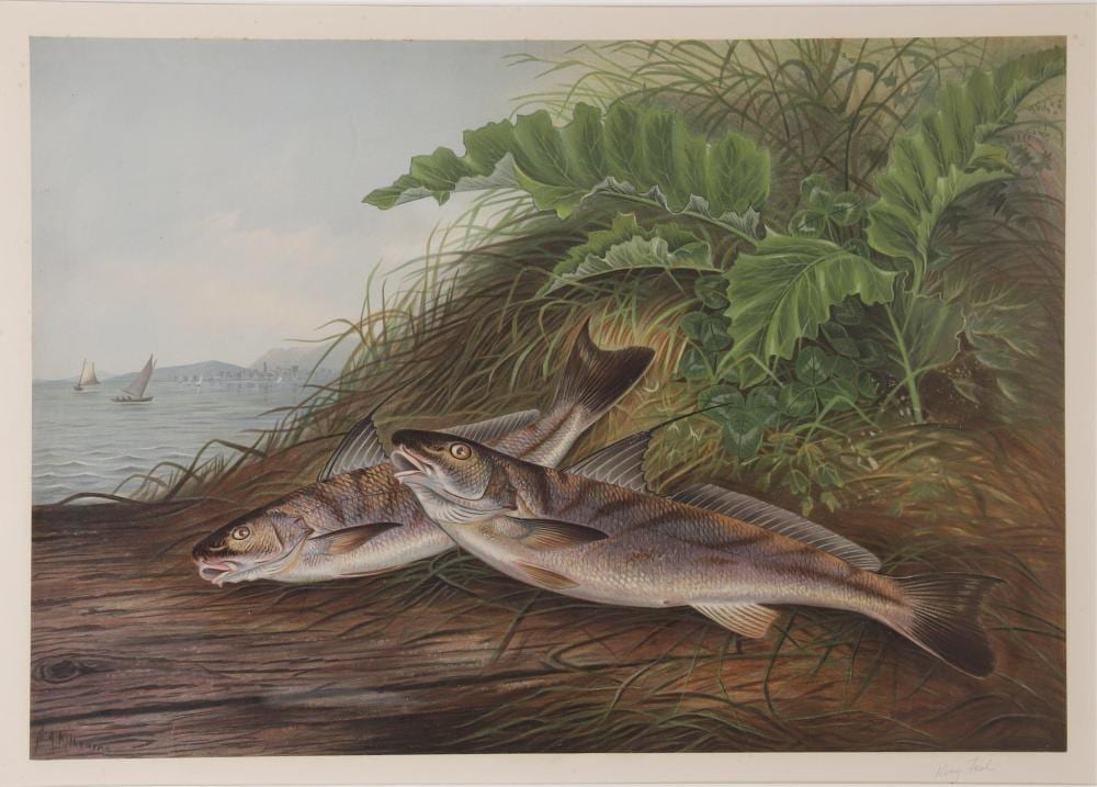 Samuel A. Kilbourne comparable auction result: samuel a kilbourne the kingfish after kilbourne 19th c chromolithograph size 15 25 h x 21 75 w sight 28 25 h x 34 w frame
