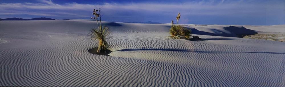Peter Lik comparable auction result: peter lik large framed fine art photography life limited ed 97 950 signed lower right and comes with certificate of authenticity approx 148cm x 48cm