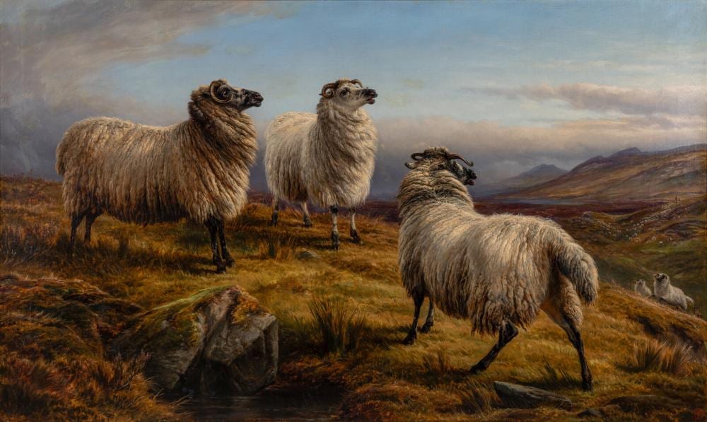 Charles Jones comparable auction result: charles jones british 1836 1892 sheep 1882