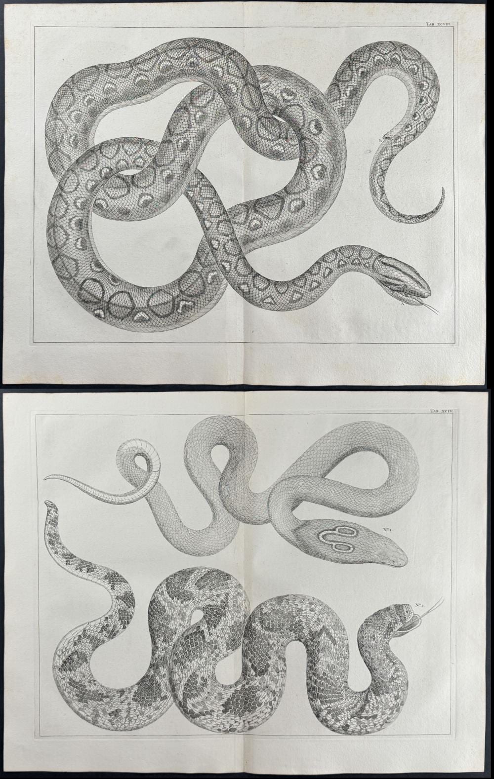 Sebastiano DeAlbertis comparable auction result: seba pair of snake engravings
