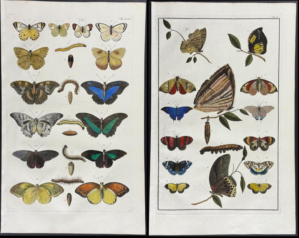 Sebastiano DeAlbertis comparable auction result: seba pair of engravings of butterflies or moths