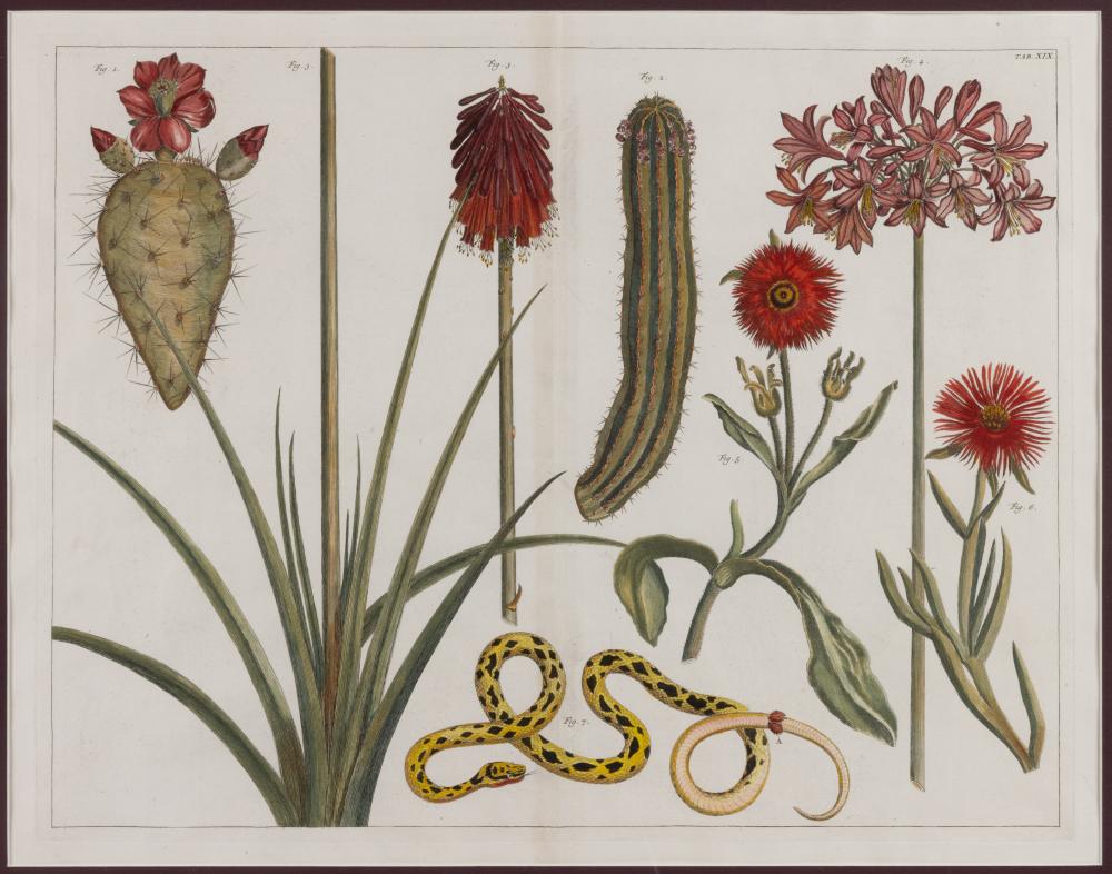 Albertus Seba comparable auction result: albertus seba dutch 1665 1736 botanical cacti indian fig opuntia engraving