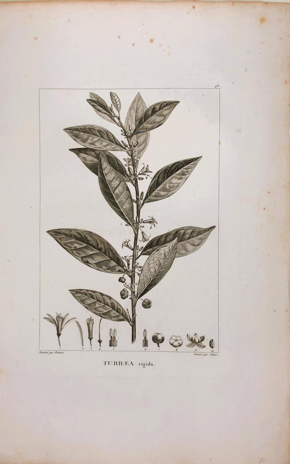 Antoine Poiteau comparable auction result: pierre antoine poiteau 1766 1854 turraea rigida copper engraving 1803