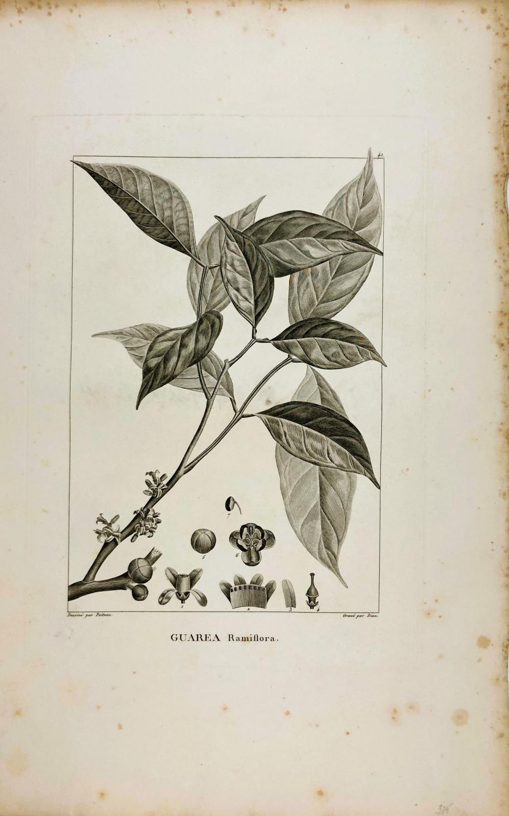 Antoine Poiteau comparable auction result: pierre antoine poiteau 1766 1854 guarea ramiflora copper engraving 1803