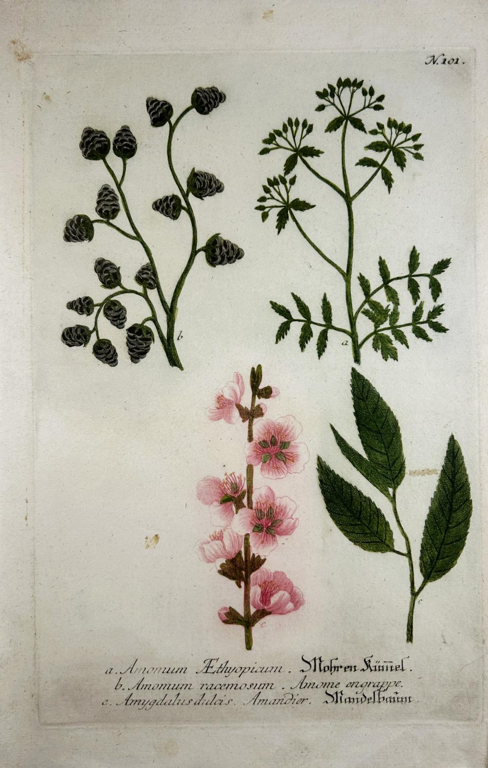 Johann Wilhelm Weinmann comparable auction result: johann wilhelm weinmann phytanthoza iconographia ruscus n101 colour printed mezzotint ca 1735