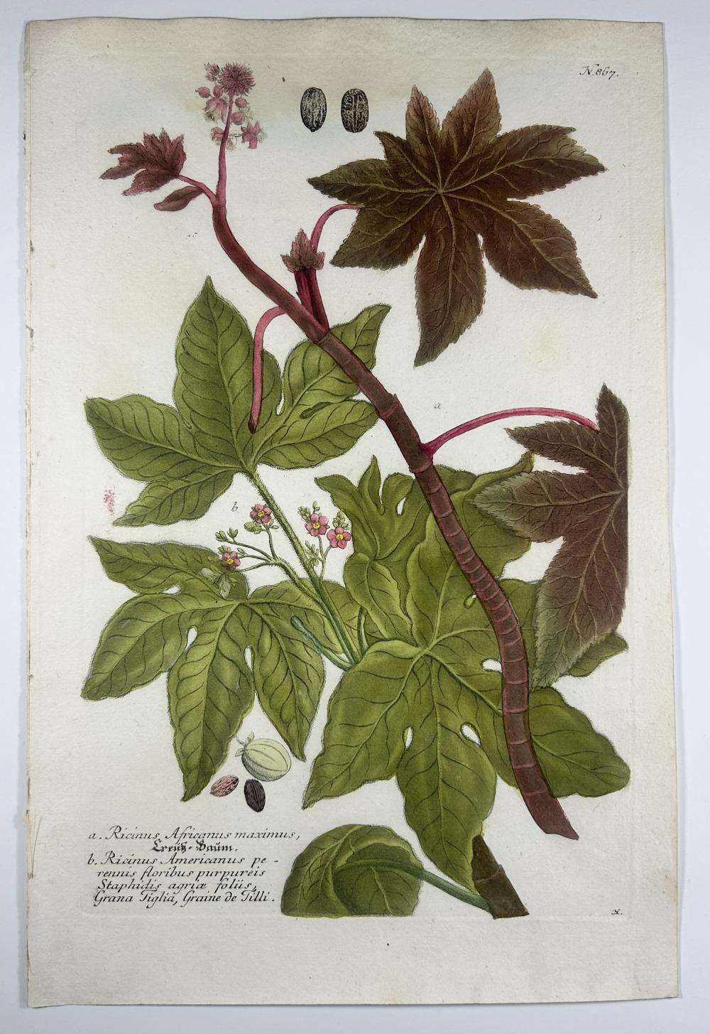 Johann Wilhelm Weinmann comparable auction result: johann wilhelm weinmann phytanthoza iconographia ricinus n867 colour printed mezzotint ca 1735