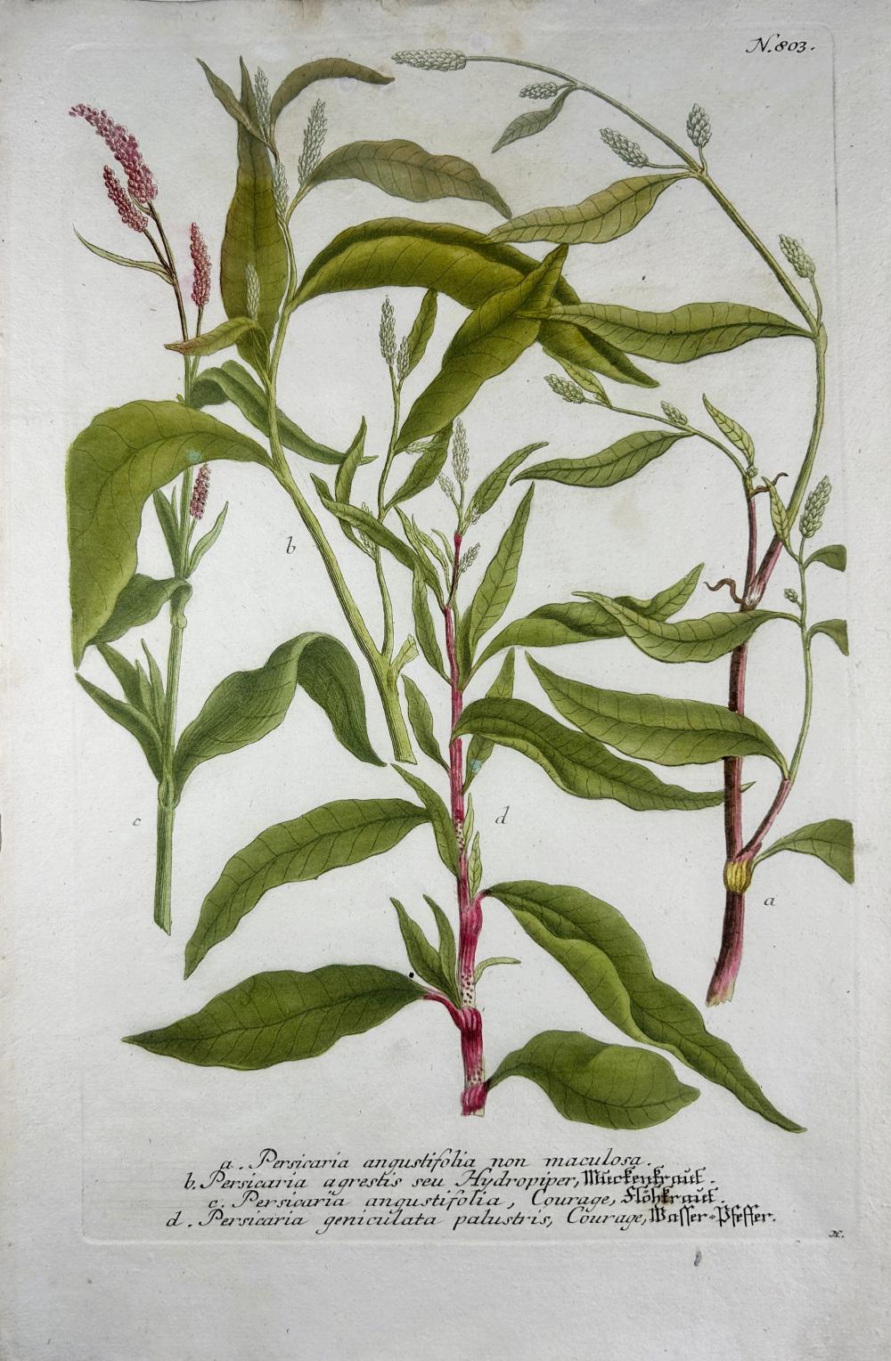 Johann Wilhelm Weinmann comparable auction result: johann wilhelm weinmann phytanthoza iconographia persicaria n803 colour printed mezzotint ca 1735