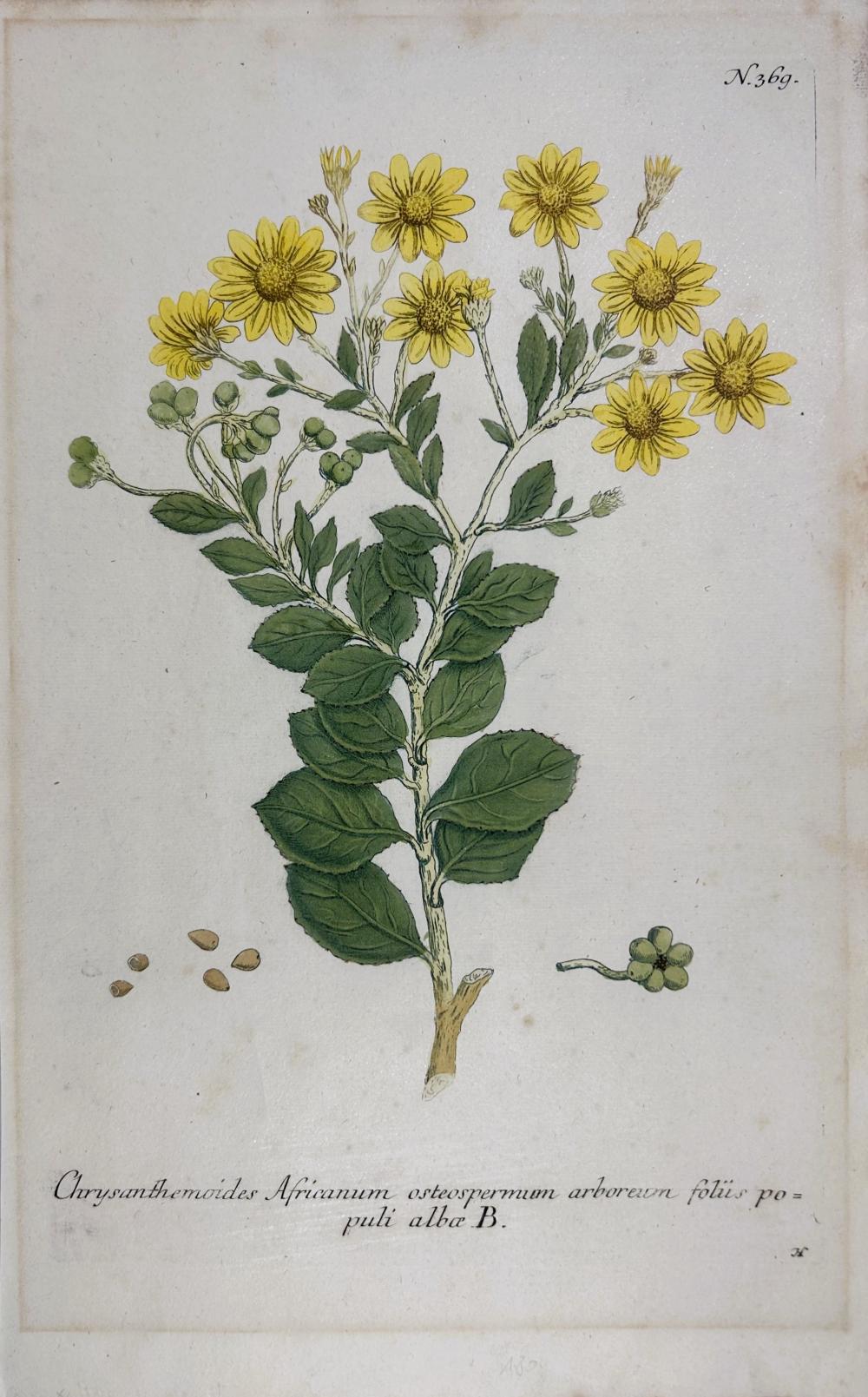 Johann Wilhelm Weinmann comparable auction result: johann wilhelm weinmann phytanthoza iconographia chrysanthemoides africanum n 369 colour printed mezzotint ca 1735
