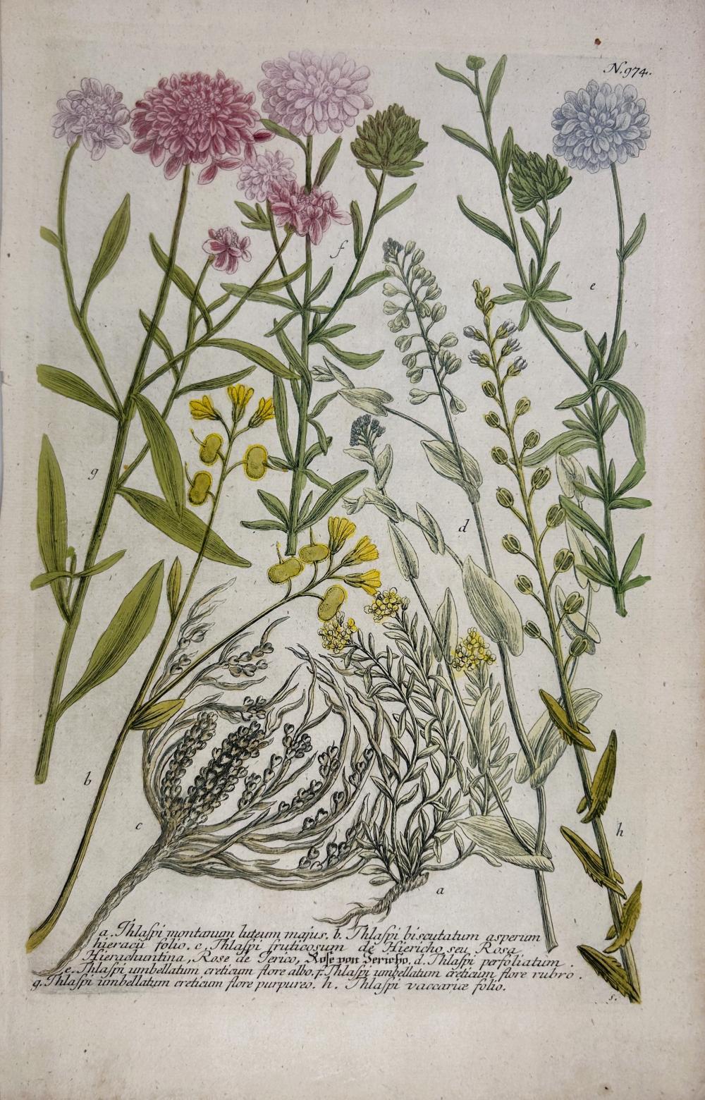 Johann Wilhelm Weinmann comparable auction result: johann wilhelm weinmann phytanthoza iconographia thlaspi montanum n 974 colour printed mezzotint ca 1735