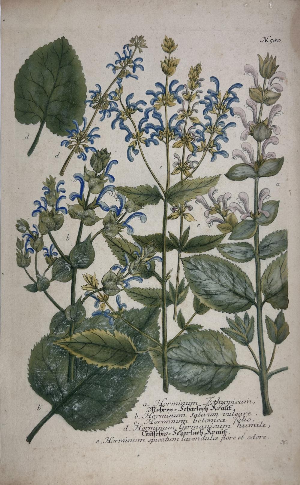 Johann Wilhelm Weinmann comparable auction result: johann wilhelm weinmann phytanthoza iconographia horminum thiopicum n 580 colour printed mezzotint ca 1735