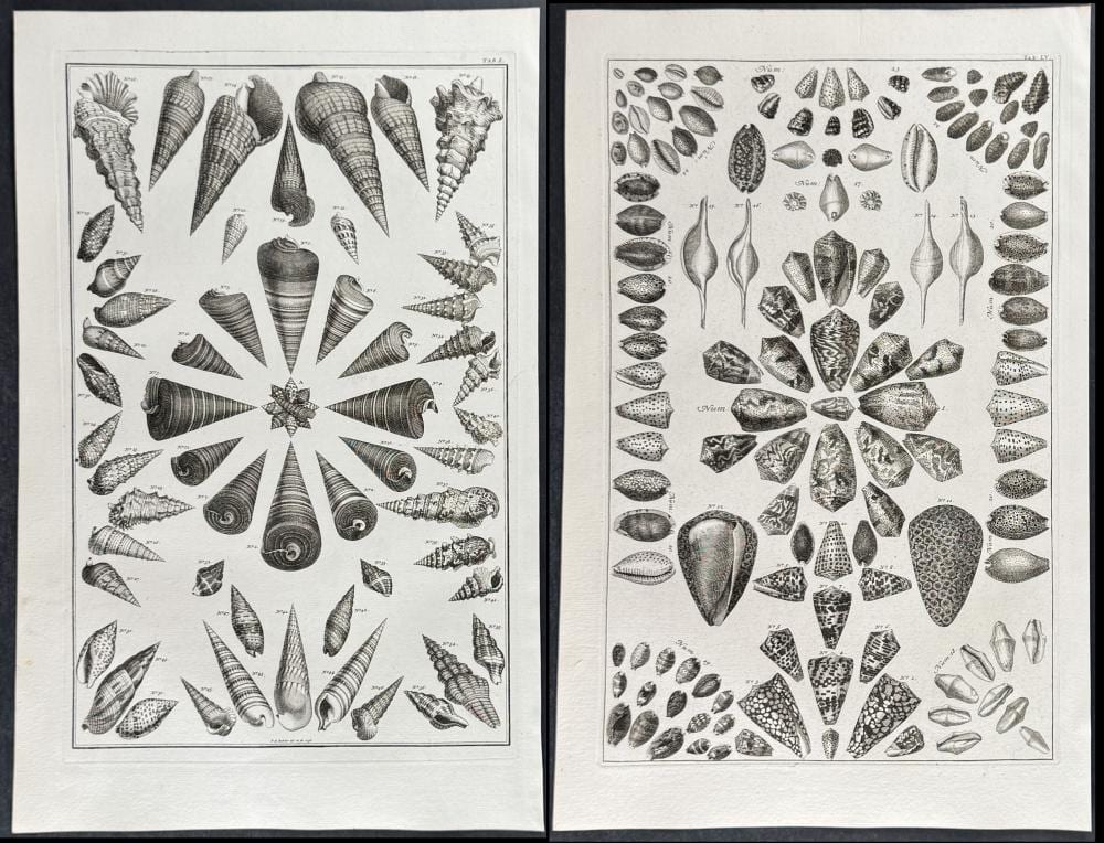 Sebastiano DeAlbertis comparable auction result: seba 4 shell engravings