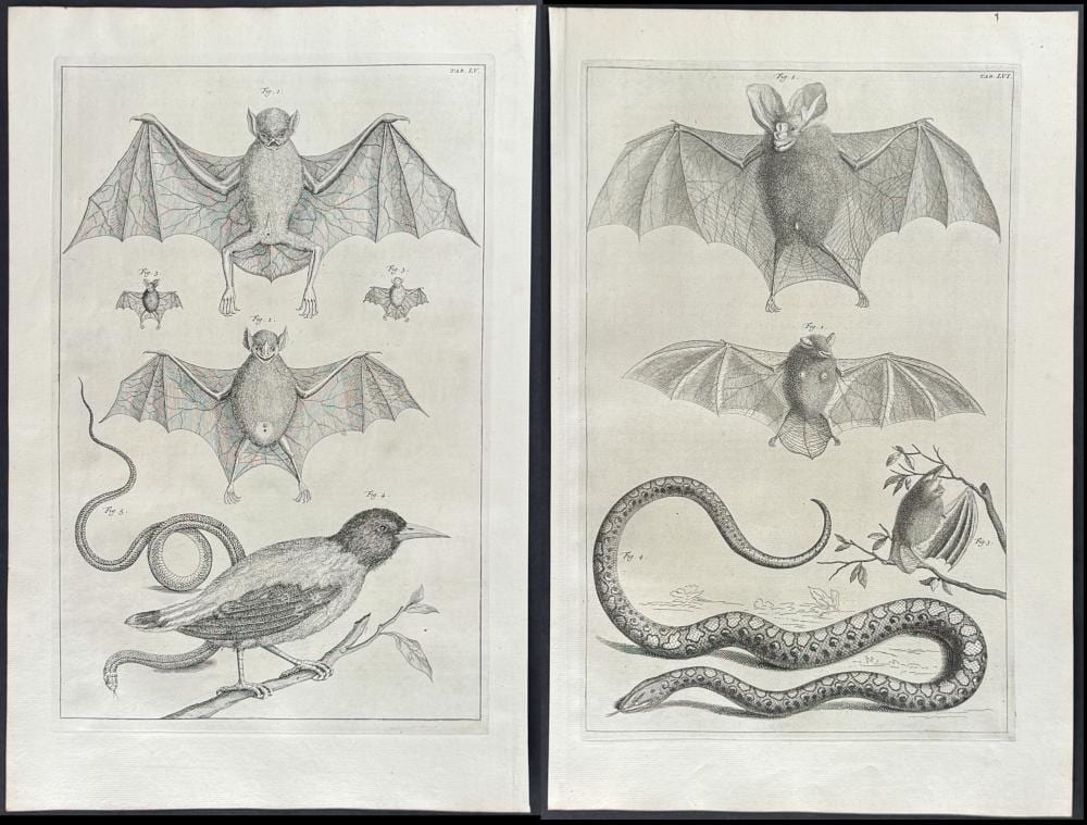 Sebastiano DeAlbertis comparable auction result: seba pair of engravings with bats snakes birds