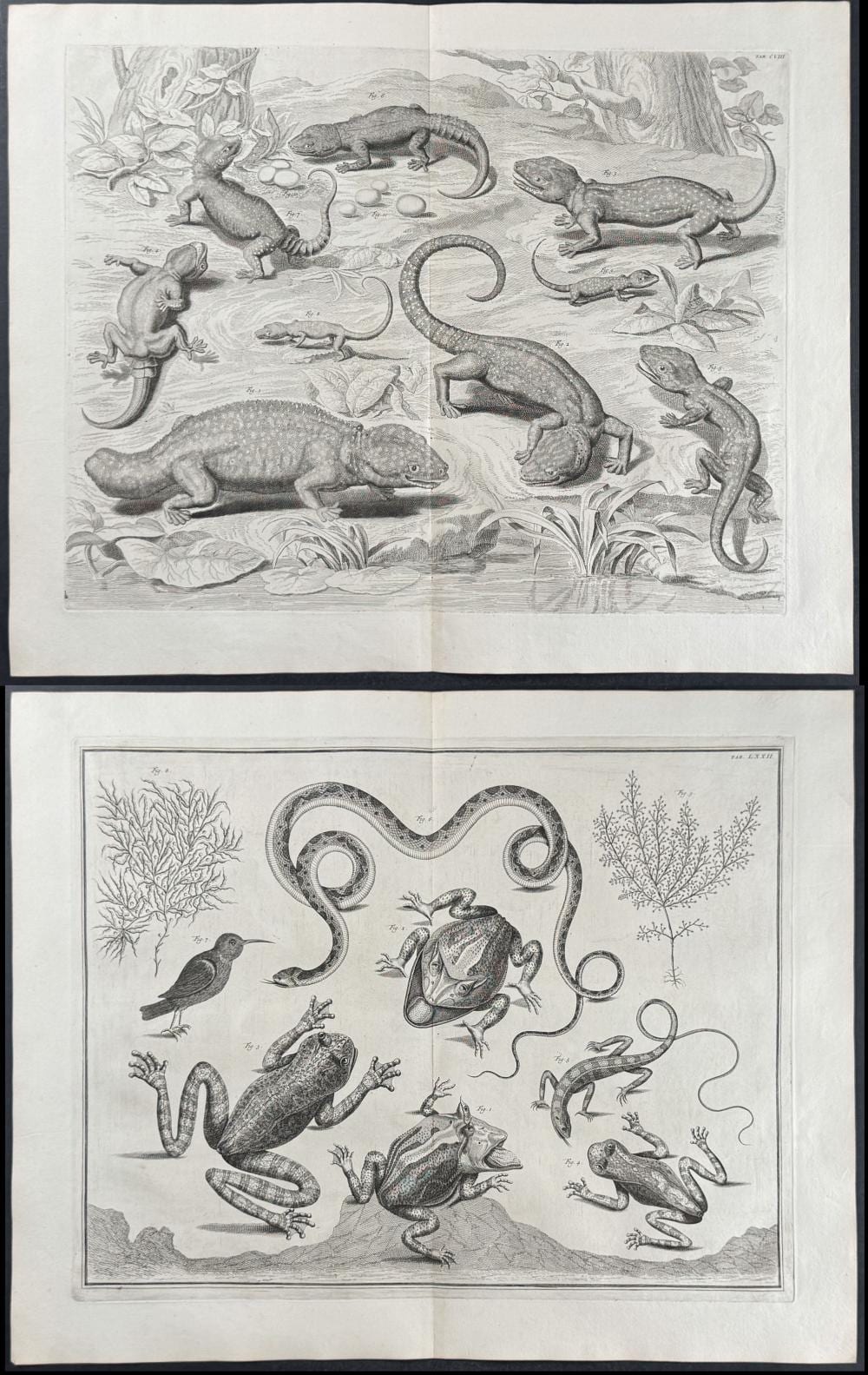 Sebastiano DeAlbertis comparable auction result: seba 4 engravings with iguana lizards snakes frogs or toads birds plants