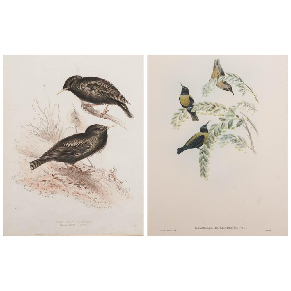 John (1804) Gould comparable auction result: john gould 1804 1881 bird lithographs