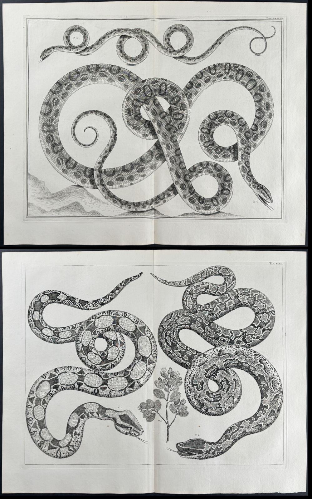 Sebastiano DeAlbertis comparable auction result: seba 4 engravings of snakes plants
