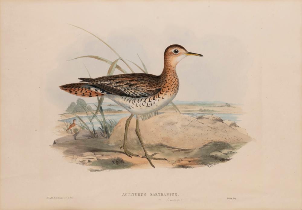 John (1804) Gould comparable auction result: john gould 1804 1881 sand piper actiturus bartramius