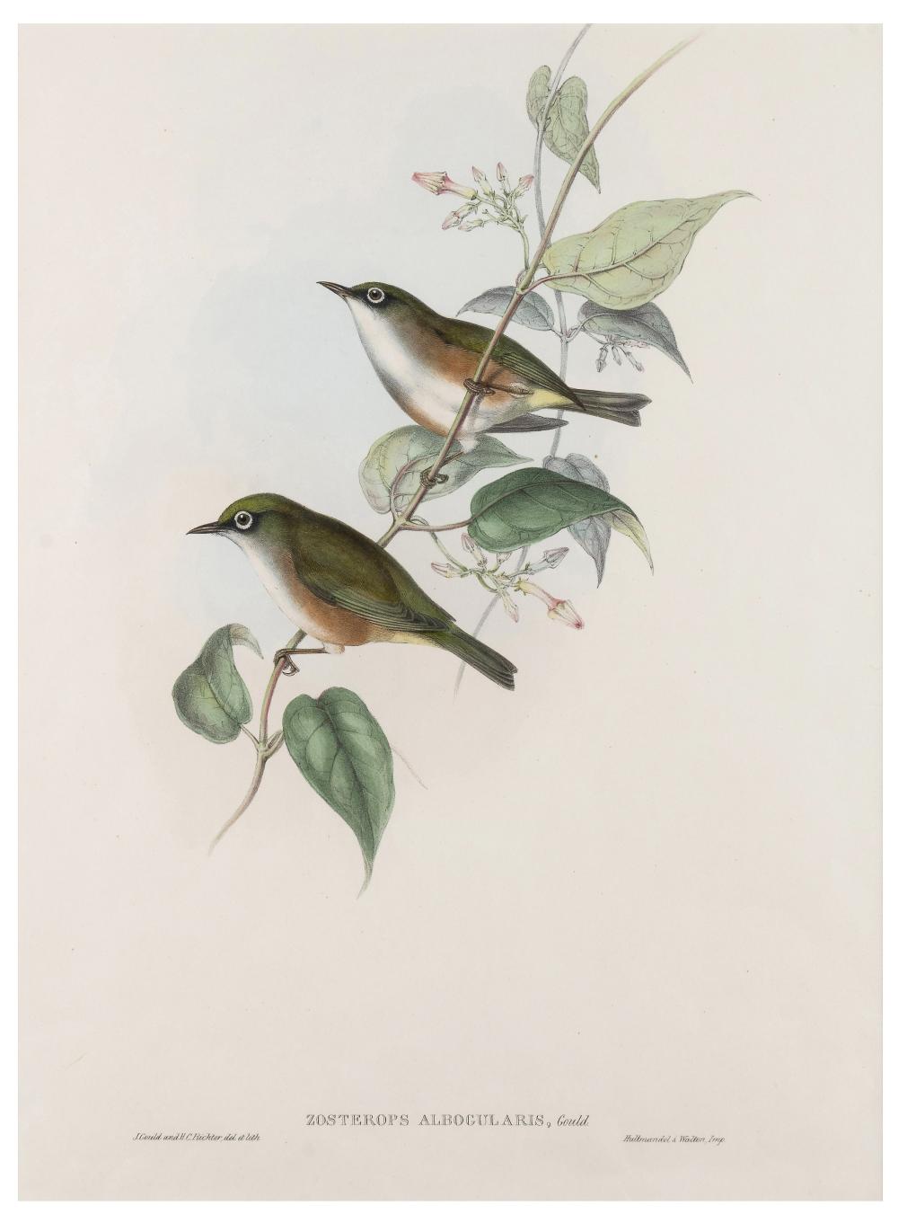 John (1804) Gould comparable auction result: john gould 1804 1881 white breasted zosterops zosterops albogularis