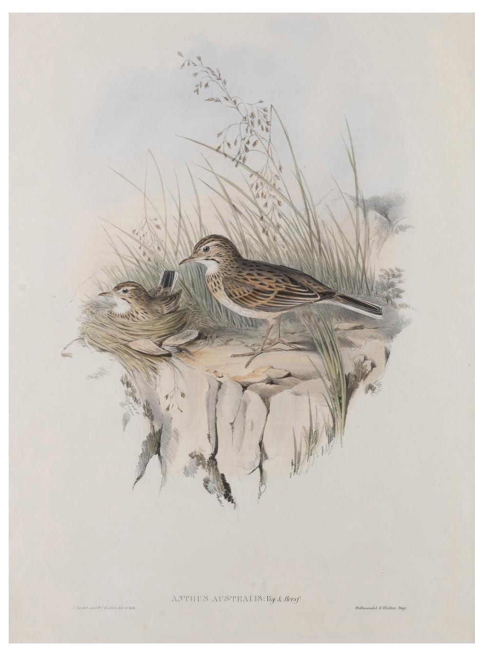 John (1804) Gould comparable auction result: john gould 1804 1881 australian pipit anthus australis