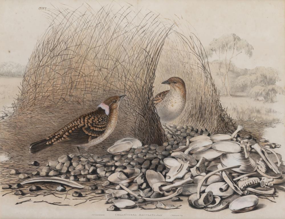 John (1804) Gould comparable auction result: john gould 1804 1881 spotted bower bird chlamydera maculata