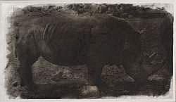 Alfons Alt comparable auction result: alfons alt n en 1962 rhinoceros 2000
