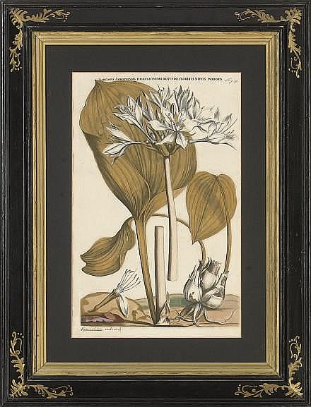 Jan Commelin comparable auction result: jan commelin 1629 1692 and caspar commelin 1667 1731