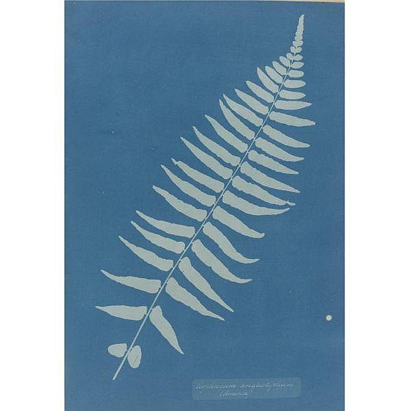 Anna Atkins comparable auction result: anna atkins 1799 1871 asplenium angustifolium