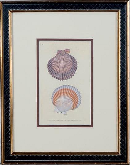 Edward Donovan comparable auction result: edward donovan 1768 1837