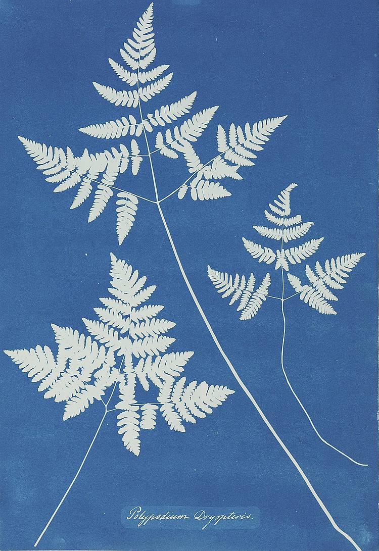 Anna Atkins comparable auction result: anna atkins 1799 1871