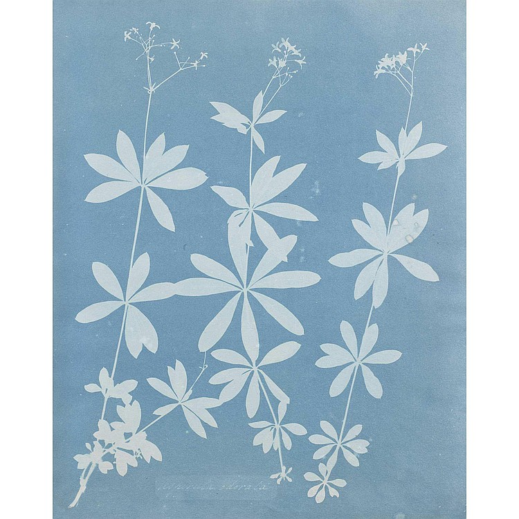 Anna Atkins comparable auction result: anna atkins 1799 1871