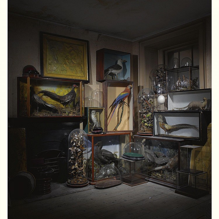 TWO EARLY VICTORIAN NATURAL HISTORY ARRANGEMENTS CIRCA 1840 sold by Sotheby's, lot 576 — auction record photograph