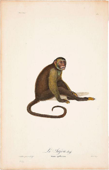 Jean Baptiste Audebert comparable auction result: jean baptiste audebert 1759 1800 three prints le sa