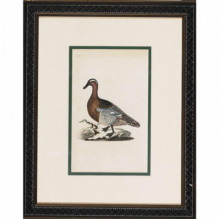 Edward Donovan comparable auction result: edward donovan 1768 1837 britisheight studies of ducks and geese