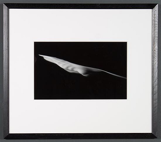 Connie Imboden comparable auction result: connie imboden american b 1953 peapod silver gelatin print 10 1 2 x 15 3 4 in framed