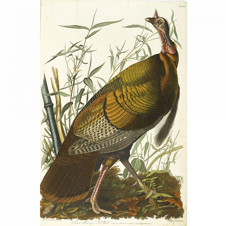 Audubon, JOHN JAMES. comparable sale