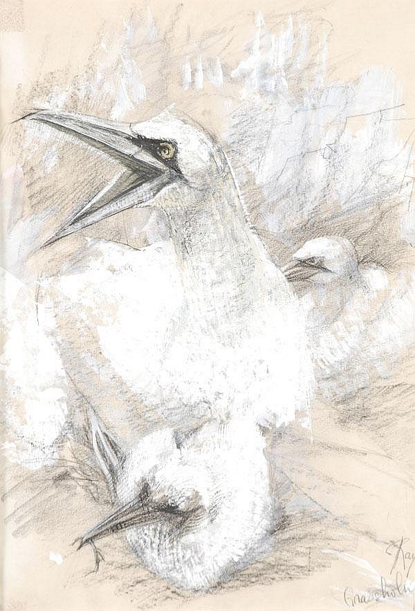 Ray Howard Jones comparable auction result: ray howard jones 1903 1996 breeding gannets
