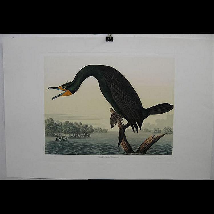 M. Bernard Loates comparable auction result: m bernard loates canadian double crested