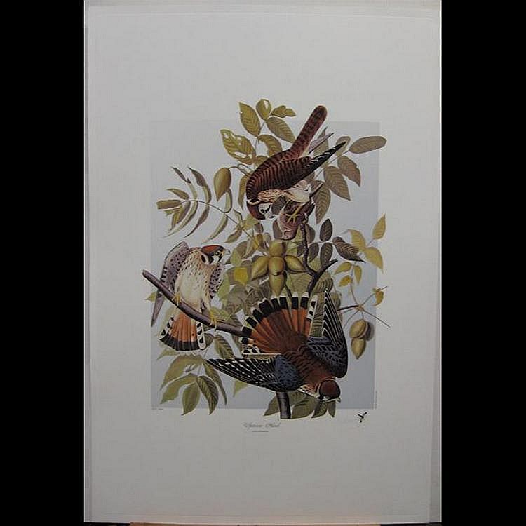 M. Bernard Loates comparable auction result: m bernard loates canadian sparrow hawk screech
